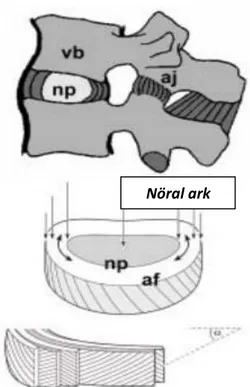 Şekil 2.2.  Lumbal  hareketlilik;  iki  vertebra  ve  araya  giren  disk  ve  ligamentlardan 