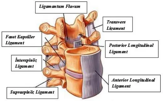 Şekil 2.3. Lumbal omurganın ligamentleri 