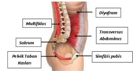 Şekil 2.4. Spinal stabilizasyonda görevli kaslar 