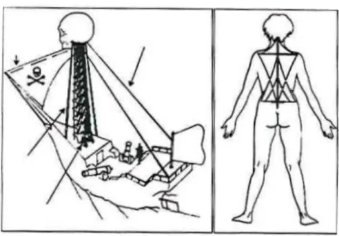 Şekil 2.5. Spinal kolon, pelvis, baş, omuz kuşağının ilişkisi  