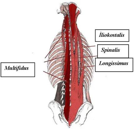 Şekil 2.6. Torakal ve lumbal bölge kas yapısı ve etkileşimleri 