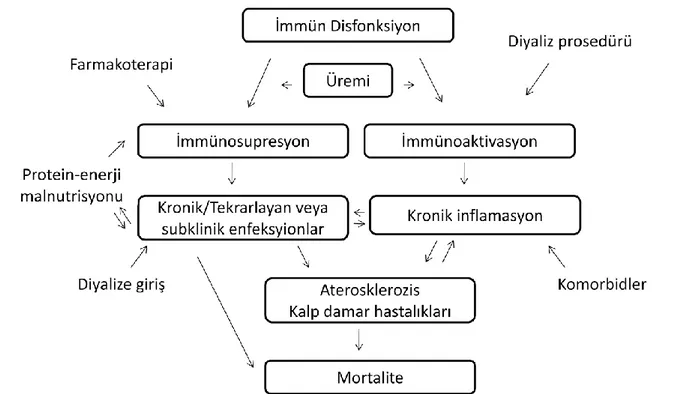 Şekil 2.2. Üremideki immün disfonksiyon: enfeksiyon ve inflamasyon arasındaki  olası ilişki-1 