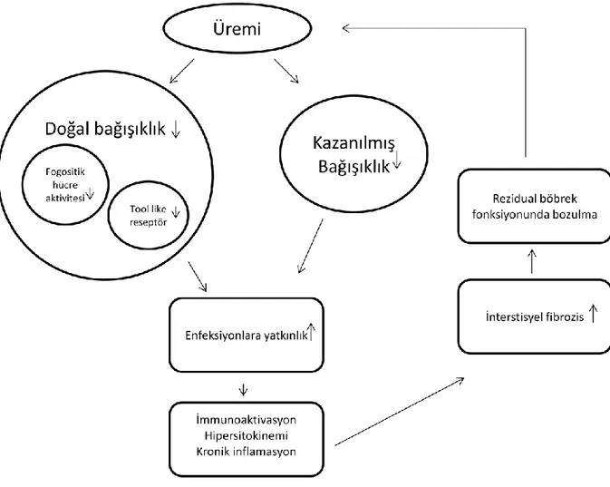 Şekil 2.3. Üremideki immün disfonksiyon: enfeksiyon ve inflamasyon arasındaki  olası ilişki-2 