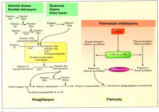 Şekil 2.2. Fibrinolitik ve koagülasyon sistemleri 