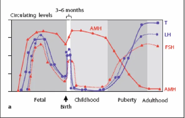 Şekil 2.5. Erkek çocuklarda AMH, FSH, LH ve Testosteronun yaşlara göre değişimi (326) 