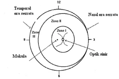 Şekil 1. Zonların şematik gösterilmesi 
