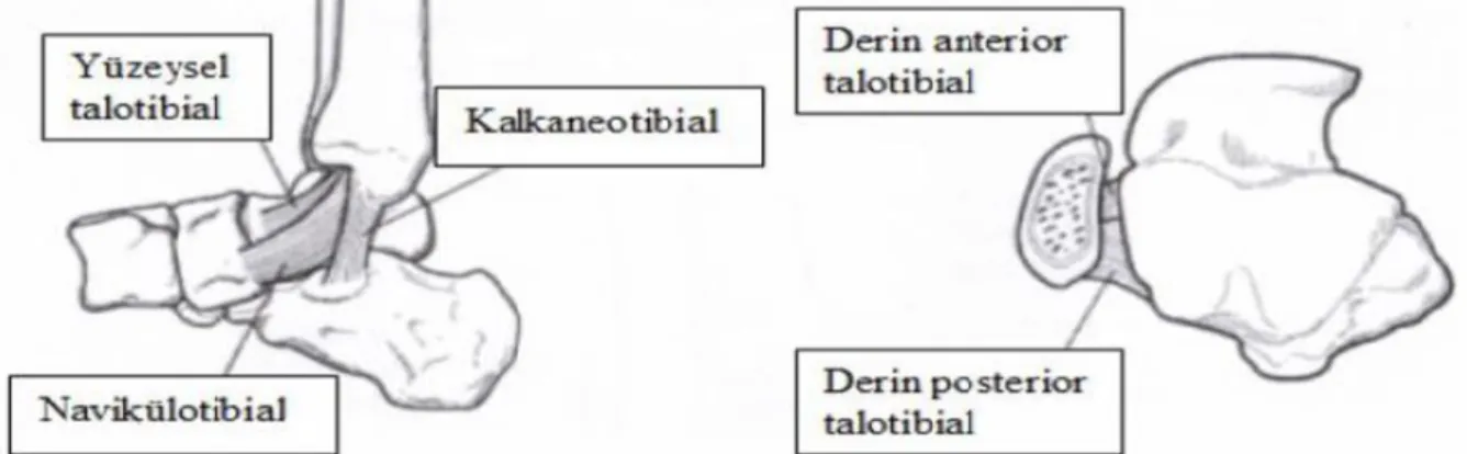 Şekil 2.3.A.Yüzeyel deltoid bağ.                           B. Derin deltoid bağ (31). 