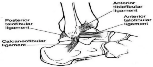 Şekil 2.4. Ayak bileği lateral bağları (31). 