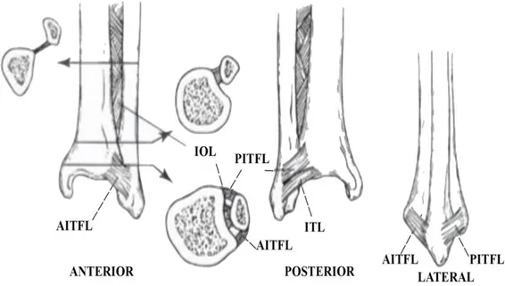 Şekil 2.5. Sindezmotik bağ kompleksi (AITFL=Anterior inferior tibiofibuler ligament,  PITFL=Posterior  inferior  tibiofibuler  ligament,  IOL=İnterosseöz  ligament,  ITL=İnferior transvers ligament) (31)