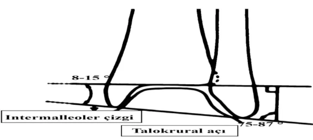 Şekil 2.10. Talokrural açı  