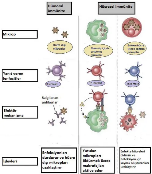 Şekil 2.2.2. Hümoral ve Hücresel İmmünite 