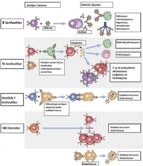 Şekil 2.2.3. Periferik Dolaşımda ki Lenfositler ve Görevleri 