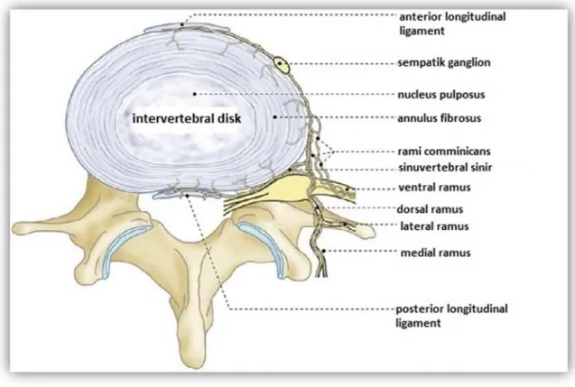 Şekil 6. Lomber vertebra innervasyonu 