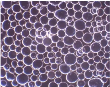 Fig.  4   Optical  microscope  image  of  alginate-SPION  microspheres