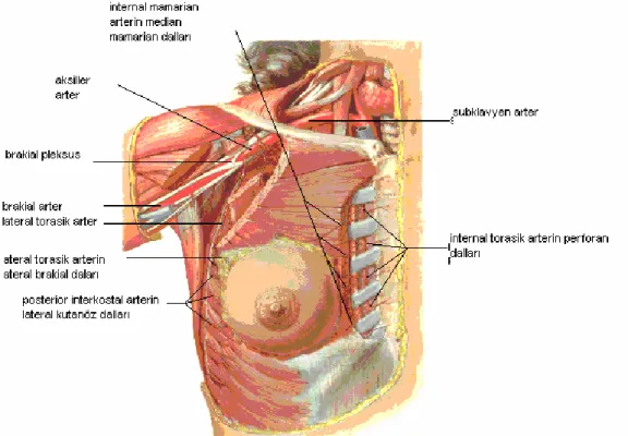 Şekil 2. Memenin arteriyel dolaşımı  