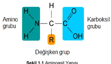 Şekil 1.1 Aminoasit Yapısı 