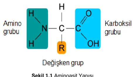 Şekil 1.1 Aminoasit Yapısı 