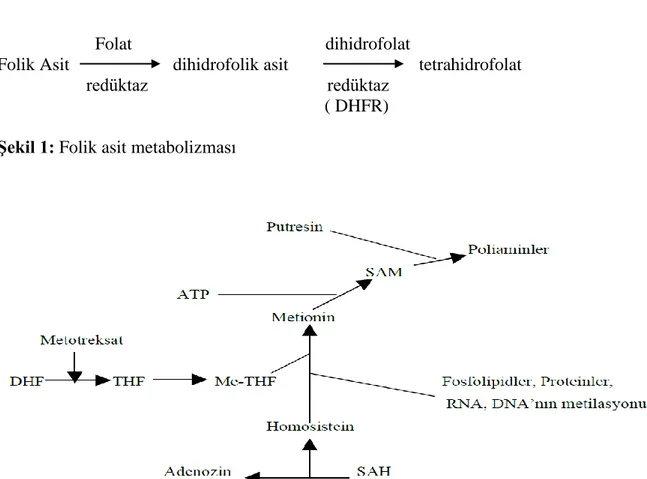 Şekil 1: Folik asit metabolizması 