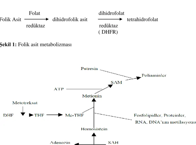 Şekil 1: Folik asit metabolizması 