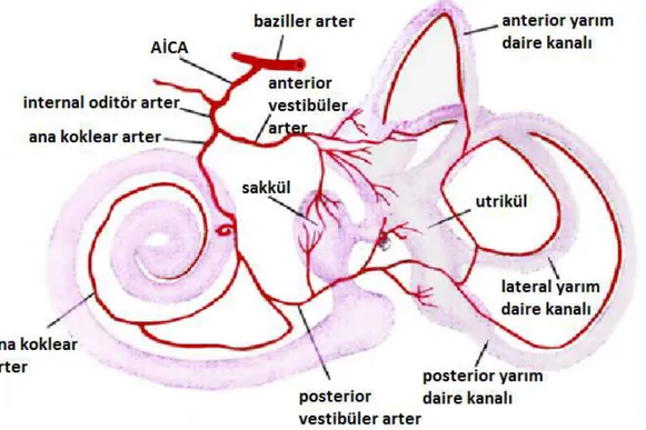 ġekil 2.2. Vestibüler uç organların kanlanması, baziller arterin dalları görülmektedir