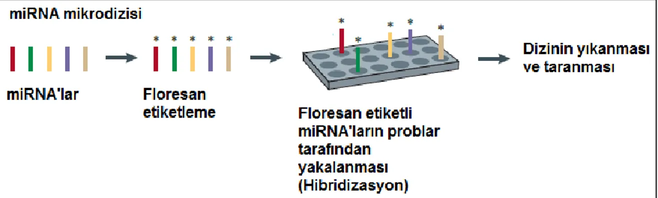 ġekil 1.1 miRNA deneylerinde adımlar (Pritchard et al.[12]‘dan değiĢtirilerek)  Bu  adımlar  sonucunda  bir  grup  miRNA  için  belirlenmiĢ  koĢullar  altında  ifade  değerleri elde edilmiĢ olur