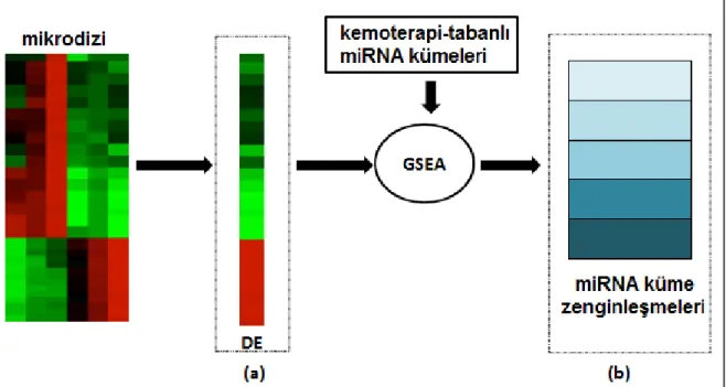 ġekil 2.2 miRNA mikrodizi deneyleri için imzalar: (a) farklı ifade tabanlı, (b) yeni  kemoterapi direnci-tabanlı imza 