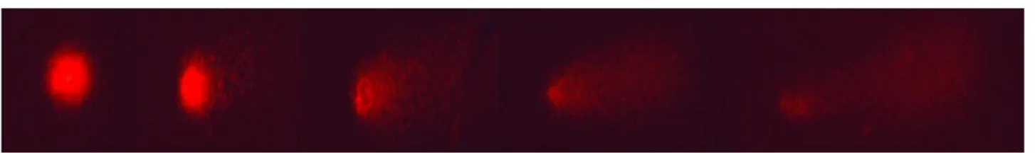 ġekil 5. Comet skorlamasında hücrelerin görünümü [sırayla 0-1-2-3-4]. 