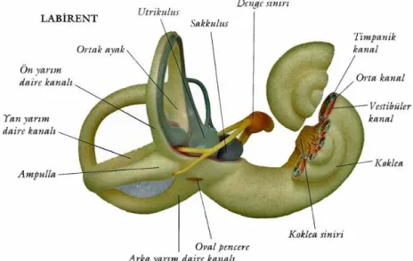 ġekil 4. Yarım daire kanalları, Utrikul, Sakkul, Koklea 