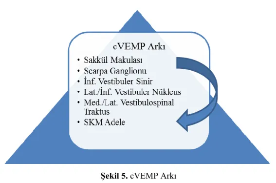 ġekil 5. cVEMP Arkı 