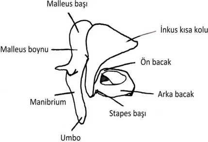 Şekil 2. Orta kulak kemikçik zinciri 