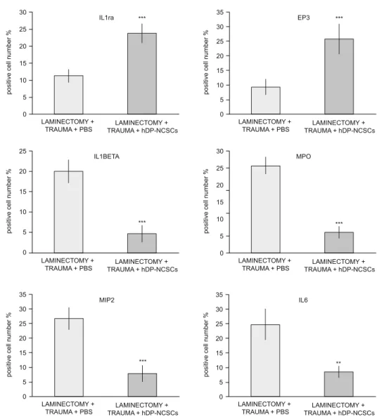 Fig. 9. Quantifi cation of cells expressing proteins associated with infl ammation. Stem cell treatment greatly suppressed the expression of the  infl ammatory markers (IL1ra, EP3, IL-1β, IL6, MIP-2 and MPO) in the tissue