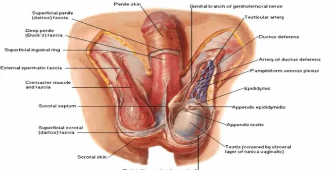 Şekil 2.2.  Skrotum ve testis anatomisi (Netter 2006) 