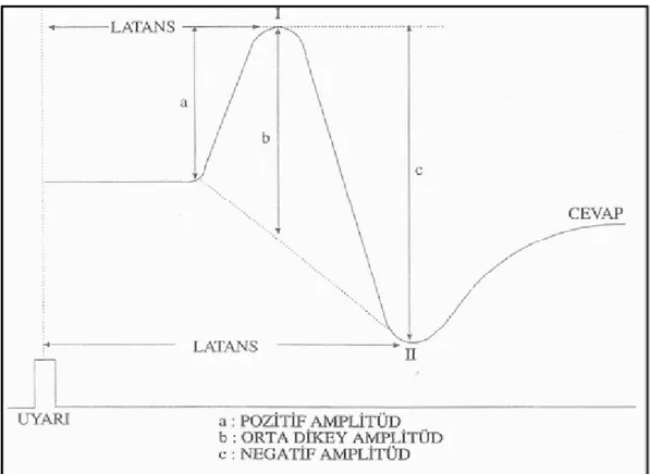 Şekil 2.4: ABR dalgasından elde edilen değişkenler(1)  a) Mutlak Latans 