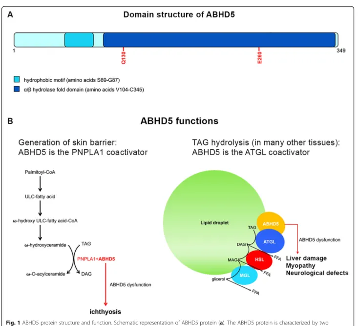 Fig. 1 ABHD5 protein structure and function. Schematic representation of ABHD5 protein (a)