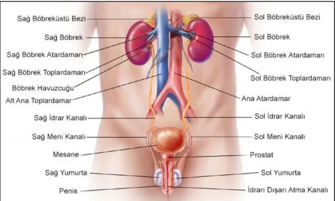 ġekil 2.1. Alt üriner sistem anatomisi  