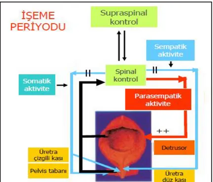 ġekil 2.6. Mesanenin otonom sistemi kontrolü (iĢeme periyodu) 