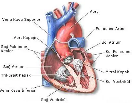 Şekil 2.1 Kalbin anatomik yapısı. Kalbin ön taraftan sol ventrikül (sol karıncık), sağ 