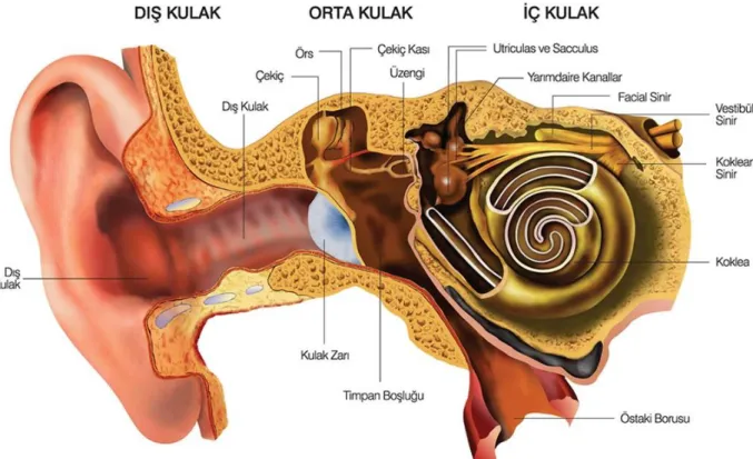 ġekil 1.Kulağın Anatomik Yapısı  