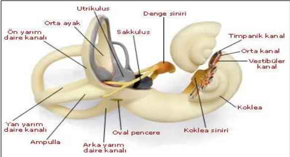 Şekil 4. İç Kulak Yapısı 