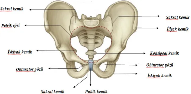 Şekil 2.1 Pelvisin anatomik yapısı [40] 