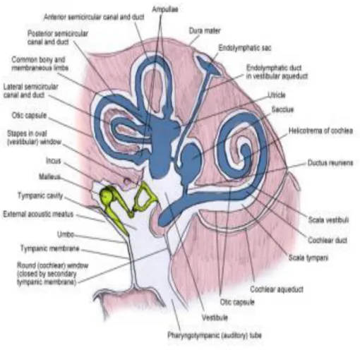 Şekil 2. Membranöz ve Kemik Labirentin Anatomisi. 