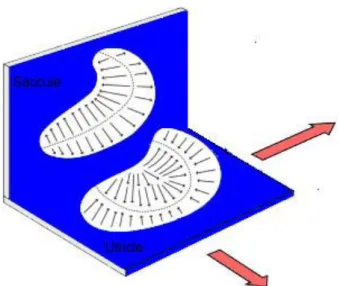 Şekil 4. Utrikül ve sakkül makülasında striolanın pozisyonu (kesikli çizgiler)  ve  vestibüler tüylü hücrelerin dizilişi (oklar)