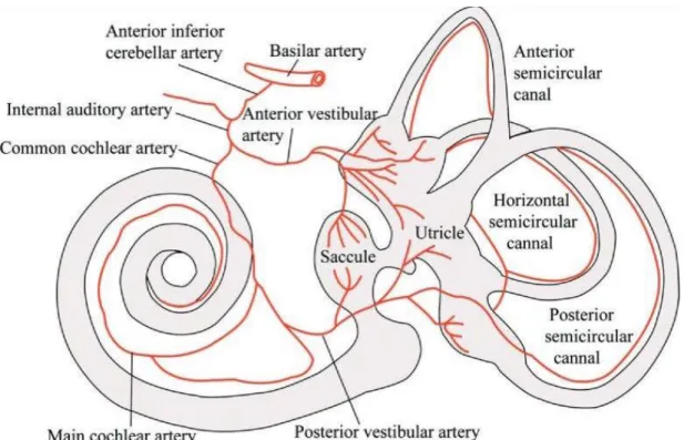 Şekil 5. Vestibüler Sistemin Arterial Kanlanması.  
