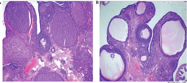 Figure 5. (A) Normal ovarian morphology in the sham, metformin and metformin + PDE4i groups; magnification, x100)