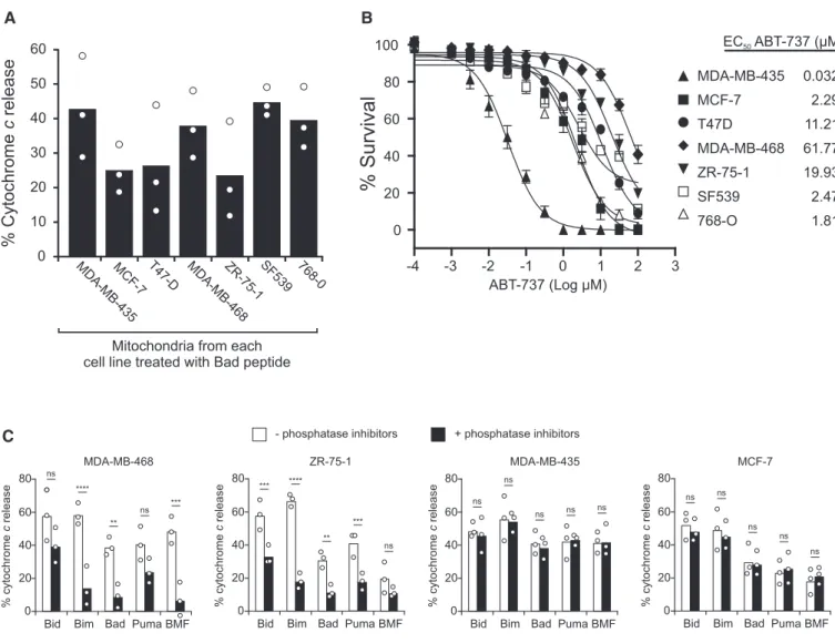 Figure 1. A post-translational modification alters priming of mitochondria from cancer cell lines.