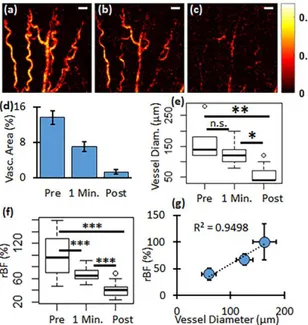 Figure 3. In vivo results. (a) Pre-PDT; (b) one minute and; (c) Post-PDT PAM images with the white  bar indicating 500 µ m; (d) Vascular area; (e) vessel diameter and; (f) blood flow all show a decrease  with treatment time; (g) shows the relationship betw