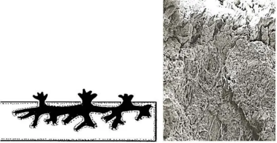 Figure 10. Left: Endolithic lichens based on the forms of growth of thalli scetched in Lisci et al