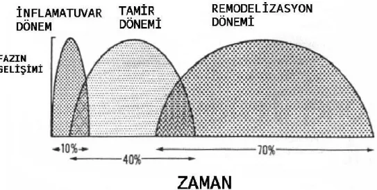 Şekil 8. Kırık iyileşeme evreleri 