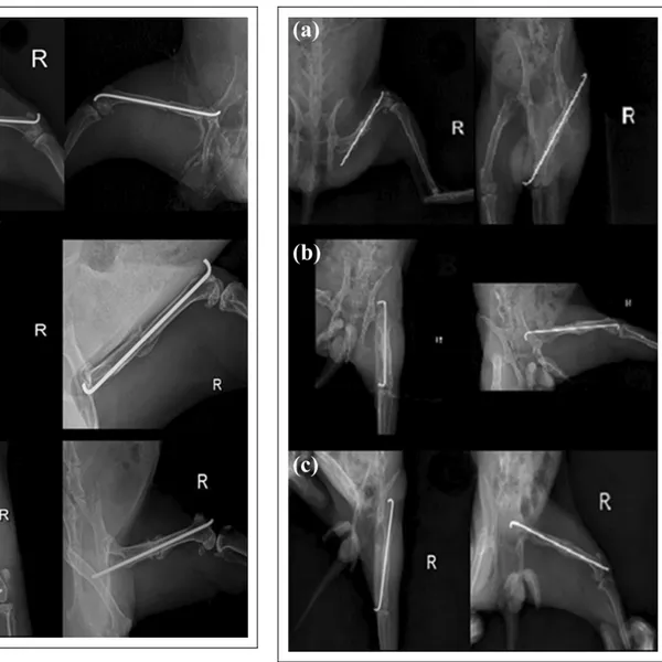 Figure 1. AP and lateral radiographs of group A at week 4 (a),