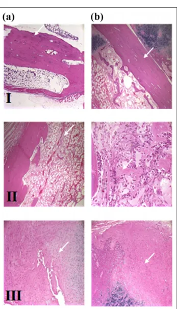 Table 5. Mean values and statistical comparison results of the histological parameters